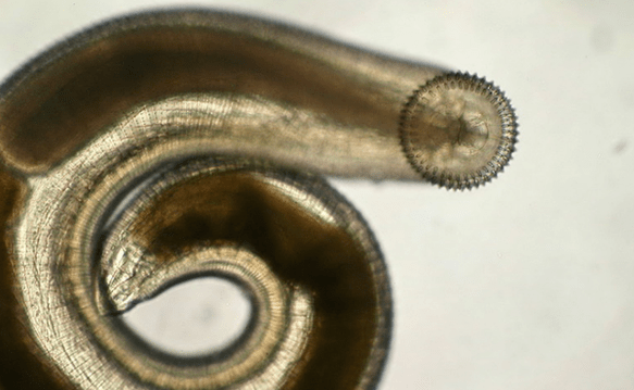 zemādas parazītu gnatostoma